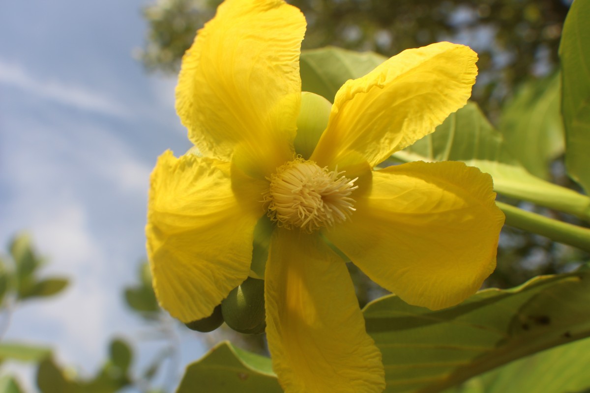 Dillenia suffruticosa (Griff.) Martelli